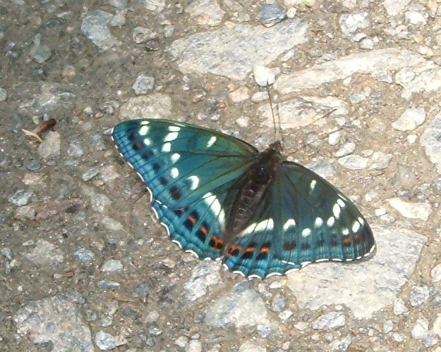 Spettacolo della natura: Limenitis populi